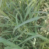 علوفه  سبز مقوی گاوی وگوسفندی