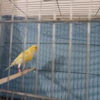 قناری نر قرص