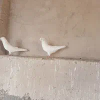 کبوتر سفید