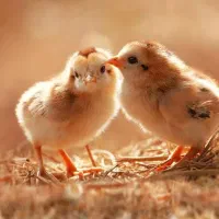 اردک پکنی تخم گذار گلپایگان و گوشتی