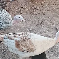 بوقلمون