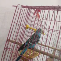 مرغ عشق ماده