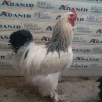 مرغ وخروس مرندی