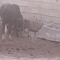 سلام دوستان گاو دورگ وگوساله ماده  باگاو محلی
