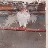 سار اقون