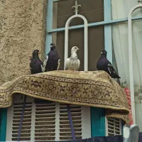 پنج تا کفتر یک میلیون