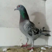 یه جفت پلاکی