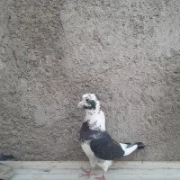 پرنده|پرنده|زارچ, |دیوار