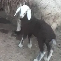 بره برشن وشال