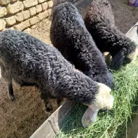 بره علف خور