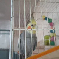 عروس نر دستی سخنگو معاوضه با کفتر صید