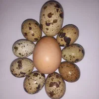 فروش تخم بلدرچین سیمین دشت