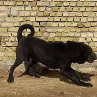 سگ سرابی اصیل