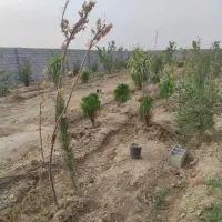 باغ-چهار-دیواری-اسپارت