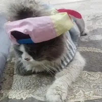گربه پرشین میکس