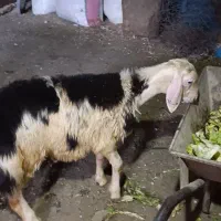 بره قوچ‌پلنگی
