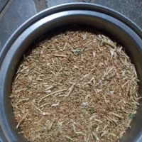 گندم دیمه