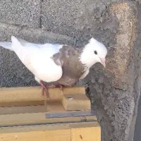 کبوتر طوقی ماده