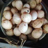 تخم اردک و غاز