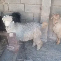 فروش ۴راس کهره نر