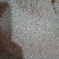 برنج وخرده برنج کامفیروزی درجه یک