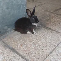 خرگوش