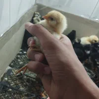 جوجه مرغ نژاد دار موجود شد