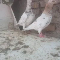 دو جفت سار کاکلی
