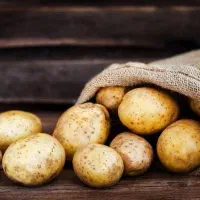 فروش سیب زمینی روز