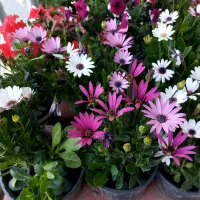 گل سینری اطلسی رونده یاس هلندی رز