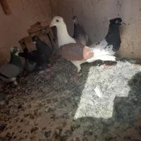 کفتر پشت گراف سرخ نر