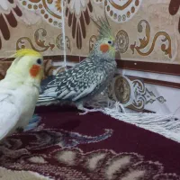 عروس هلندی و کتوله نسل فیشر