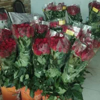 رز هلندی مینی آنتریوم داوودی آفتاب گلایل انواع برگ
