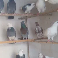 کبوتر. پرشی.  ابلغ..