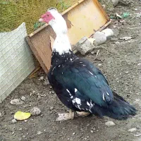 فروش   اردک