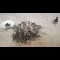 جوجه بوقلمون