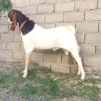 بز نرو ماده