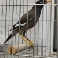 مرغ مینا سخنگو