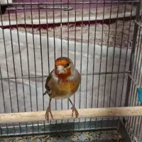 سهره قناری مست شلاقی میخونه شرور