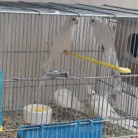 عروس هلندی جفت مولد