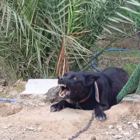 سگ مالی نیوز