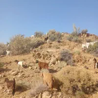 کهره کورکی محلی