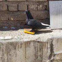 کبوتر زاغ دم سفید