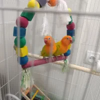 طوطی کوتوله برزیلی رنگ خاص