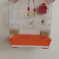 پرنده فنچ