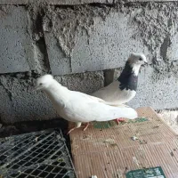 کبوتر|پرنده|خرمشهر, |دیوار