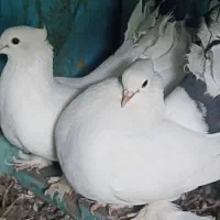 دم چتری