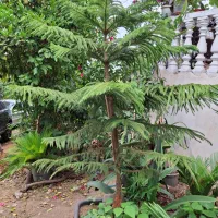 فروش تکی و عمده انواع گل و گیاه