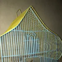 جوجه قناری هزار
