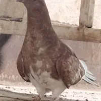 کبوتر|پرنده|مشهد, شهید مطهری|دیوار